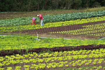 Agricultura familiar em São José dos Pinhais, Paraná, Brasil