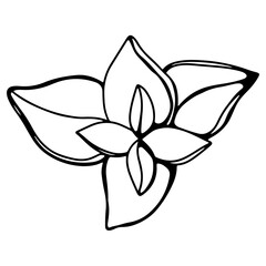 Spicy spice sprig of oregano. Doodle digital art outline. Print for kitchen, tattoo, design of packaging and wrapping paper, menus, restaurants, products