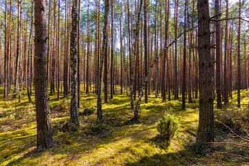 Early spring wood sunny landscape of mixed thicket beginning vegetation season in Kampinos Forest in Palmiry near Warsaw in Mazovia region of central Poland