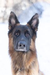 Muzzle of a German shepherd close-up. Sheepdog with protruding tongue. Sheepdog ana walk in the park.