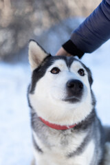 Husky dog lying in the snow. Siberian husky with blue eyes in winter forest.