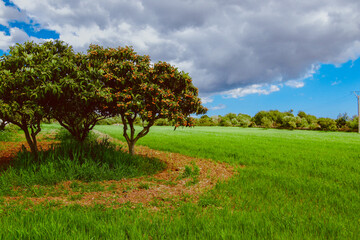 Obraz premium Campo Arbol Naranjas Mallorca
