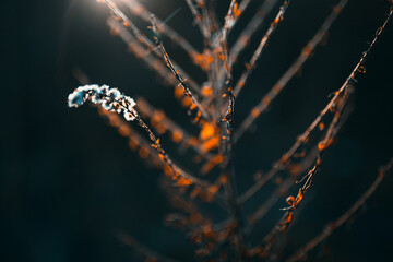 Pflanze im Sonnenlicht