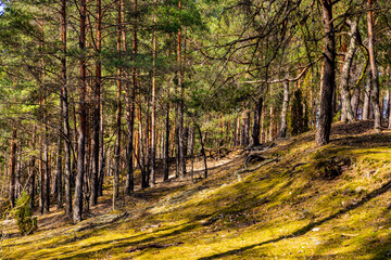 Obraz premium Early spring wood sunny landscape of mixed thicket beginning vegetation season in Kampinos Forest in Palmiry near Warsaw in Mazovia region of central Poland