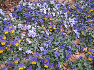 Various kinds of purple viola flowers.                              