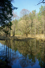 Fototapeta na wymiar Belarusian landscape. A solid spring day in April. Forest river Vyacha. Reflection in water. Trees on the shore