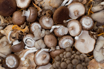Various raw mushroom types background. Close up. Top view.