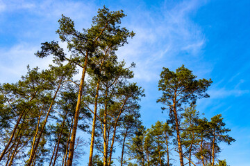 European red pine tree heads - latin Pinus sylvestris - known as Scots pine or Baltic pine in Kampinos Forest in Palmiry near Warsaw in Mazovia region of central Poland