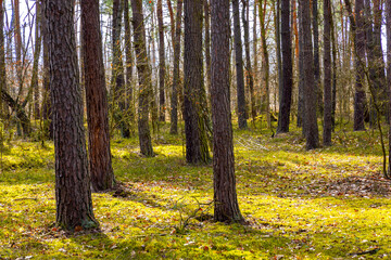 Obraz premium Early spring wood sunny landscape of mixed thicket beginning vegetation season in Kampinos Forest in Palmiry near Warsaw in Mazovia region of central Poland