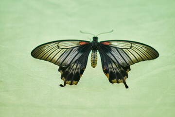 Fototapeta na wymiar close up of a butterfly