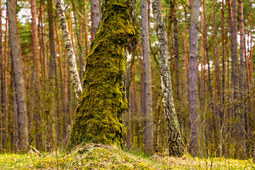Early spring wood landscape with mossy tree trunk in thicket of Kampinos Forest in Palmiry near Warsaw in Mazovia region of central Poland
