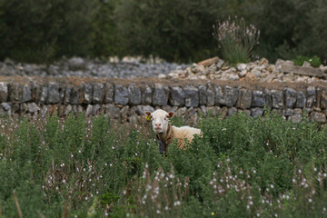 Oveja Mallorquina