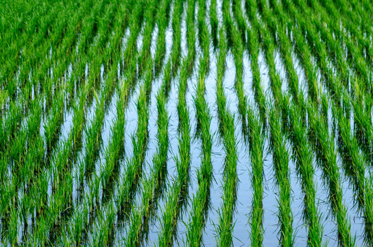 green grass background