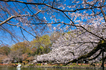 東京都 桜の咲く井の頭恩賜公園 井の頭池とボート