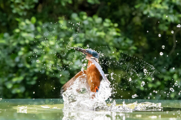 Fototapeta premium Kingfisher (Alcedo atthis) flying after emerging from a dive into water