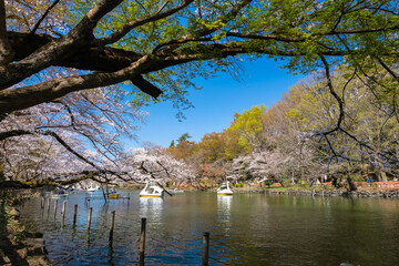 東京都 桜の咲く井の頭恩賜公園