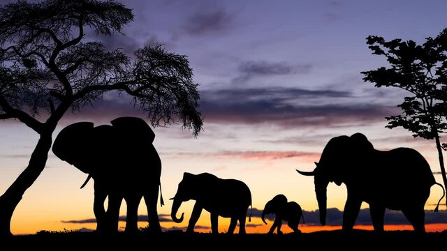 African Panorama at Twilight, Time Lapse with Colourful Sky and Dark Silhouette of Helephants