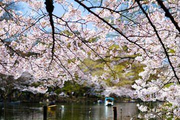 東京都 桜の咲く井の頭恩賜公園