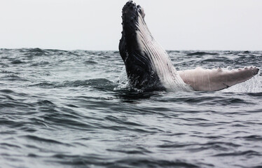 Ballena Jorobada en la Costa del Ecuador 
