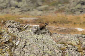 marmot on the rocks