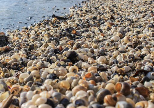 seashell beach by the sea