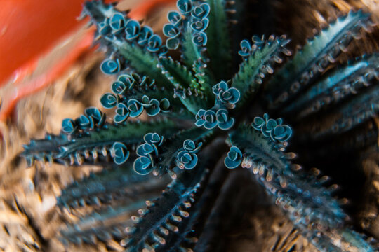 Closeup of the enchanting Mother of thousands known as Devils backbone - Mexican succulent