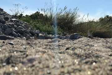 Closeup of blue sunray beam falling through grass bush near grey sand beach  
