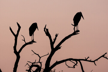 Silhouettes of two marabou on a tree in a pink sunset