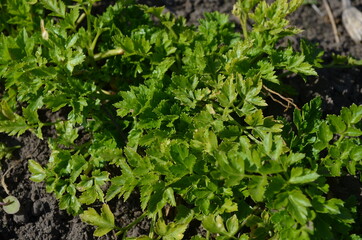 Close up picture of a bush of a young bright green plant  growing on the ground in the kitchen garden. Young parsley growing in the soil. 