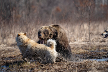  bear and dog . the dog attacks and bites the bear