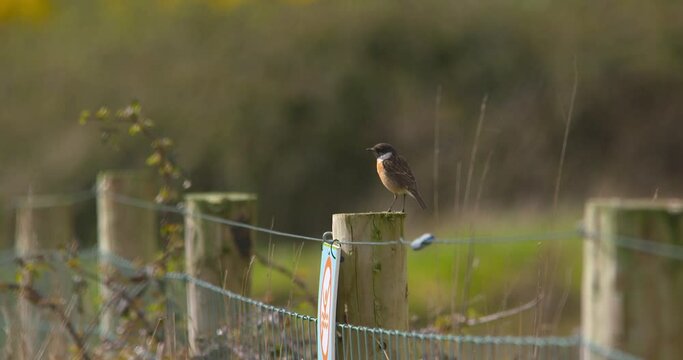 Stonechat bird slow motion flying from wooden fence post