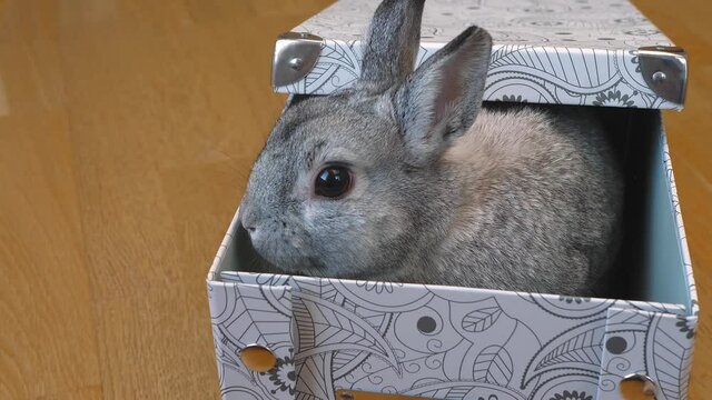 Gray rabbit sits in box and moves its nose. Hare in gift boxes close-up, beloved pet