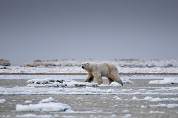 A polar bear (Ursus maritimus) on the ice of Hudson Bay near Churchill, Manitoba, Canada