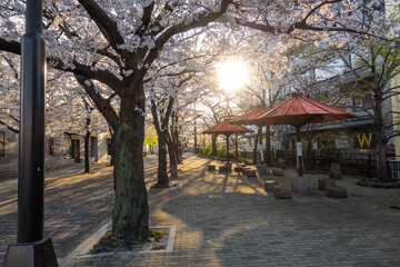 Fototapeta premium 日本 京都 祇園白川の春と桜景色