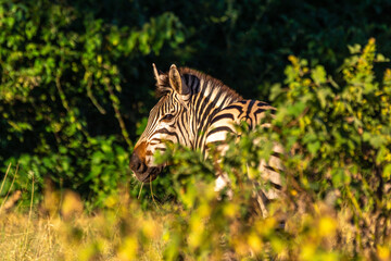 Zebra hides in dense thickets
