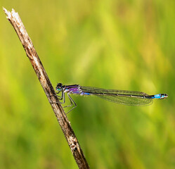 blue dragonfly on leaf