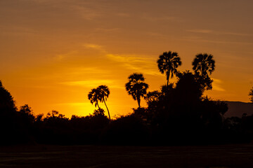 Silhouettes of palm trees in orange African sunset