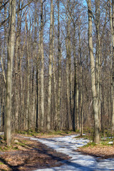 Spring in the forest. Trees against the blue sky, melting snow, the first grass on the thawed ground.