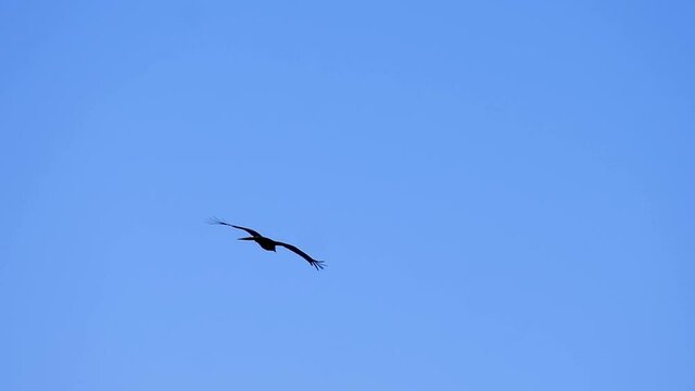 青空を飛ぶ鳥、トビ、鳶、とんび