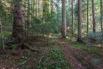 Beautiful Sunlit silver fir Forest. Natural mountain coniferous fir (European silver fir) forest of the Carpathians.