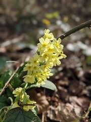 Schlüsselblümchen