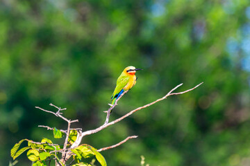 
White-fronted bee-eater on a branch against a blurry background