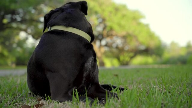 A close-up shot of a Black and Brown Rhodesian Ridgeback mix with Labrador Retriever laying down. The dog is looking around and is watching for movement in the background of the shot. Clip 16