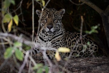 Fototapeta na wymiar Jaguar in Pantanal 