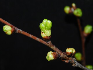 green buds on a branch, spring