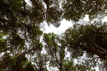 Fototapeta premium trees in the forest