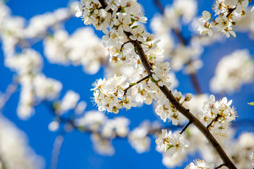 Cherry blossom branch in the garden in spring
