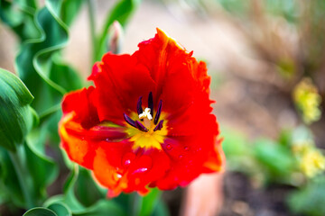 Blooming tulip in the spring garden.