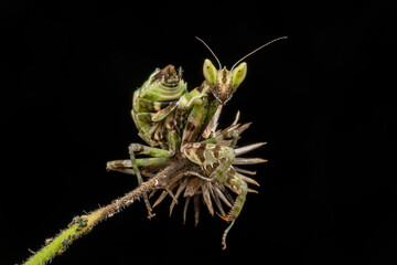 grasshopper