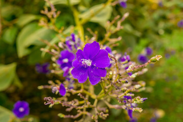 Obraz premium flowers and colors welcome autumn
